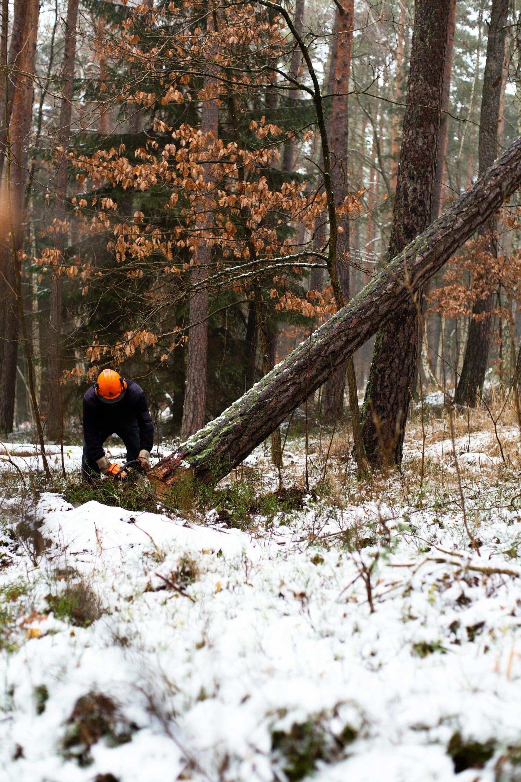 Tree Cut